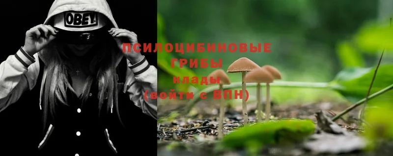 Псилоцибиновые грибы Magic Shrooms  дарнет шоп  Дрезна 